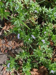 Sherardia arvensis