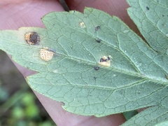 Puccinia hydrophylli
