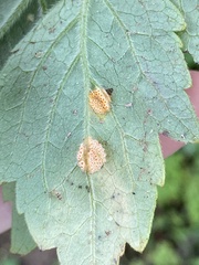 Puccinia hydrophylli