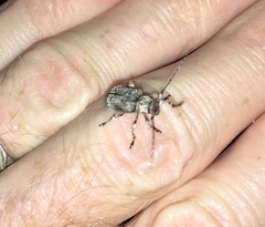 Leptostylus asperatus