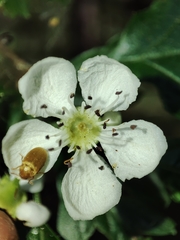 Crataegus monogyna