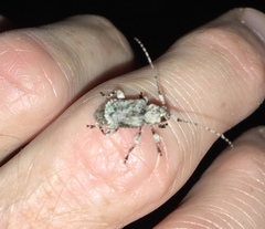 Leptostylus asperatus