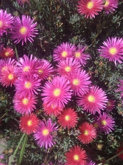 Lampranthus coccineus
