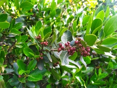 Rhamnus alaternus