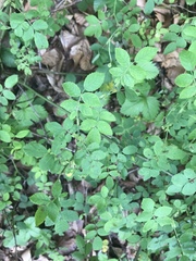 Rosa arvensis
