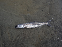 Thaleichthys pacificus