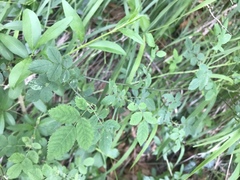 Rosa arvensis