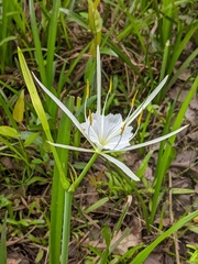 Hymenocallis crassifolia
