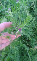 Vicia sativa