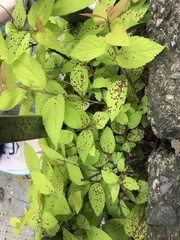 Phloeospora spiraeicola