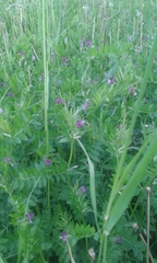 Vicia sativa