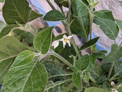 Solanum chenopodioides