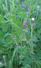 Vicia sativa
