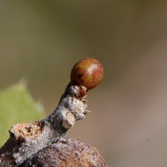 Neuroterus alexandrae