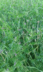 Vicia sativa