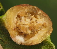 Phylloxera russellae