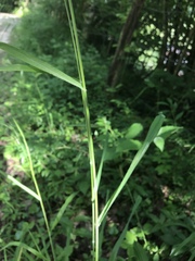 Bromus benekenii