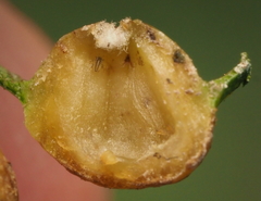 Phylloxera russellae