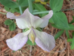 Lathyrus odoratus