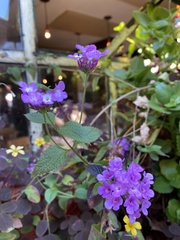Lantana montevidensis