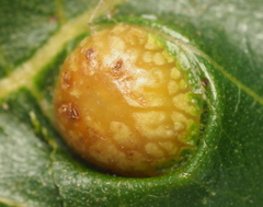Phylloxera russellae