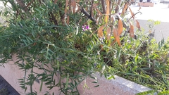 Lathyrus clymenum