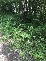 Bromus benekenii