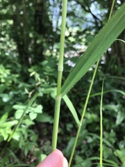 Bromus benekenii