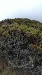 Pinus contorta contorta