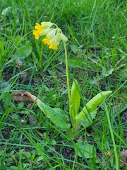 Primula veris