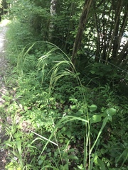 Bromus benekenii