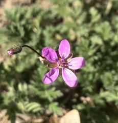 Erodium cicutarium