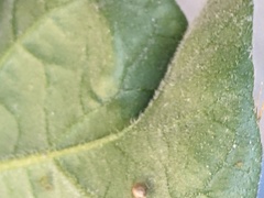 Solanum chenopodioides