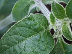 Solanum chenopodioides