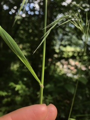 Bromus benekenii