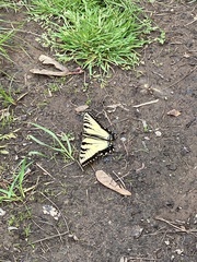 Papilio glaucus
