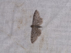 Eupithecia perfusca