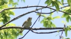 Vireo olivaceus