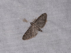 Eupithecia perfusca