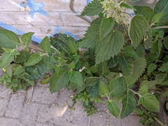 Solanum chenopodioides