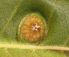 Phylloxera russellae