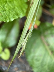 Carex hirtifolia