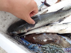 Planiliza macrolepis