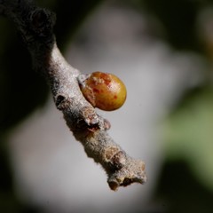 Neuroterus alexandrae