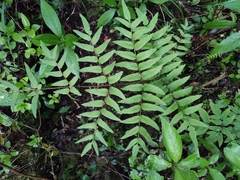Osmunda japonica