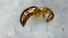 Sclerodermus