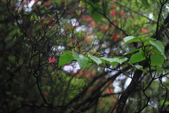 Viburnum sympodiale