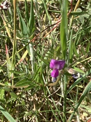 Vicia lathyroides