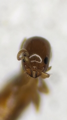 Sclerodermus