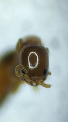 Sclerodermus